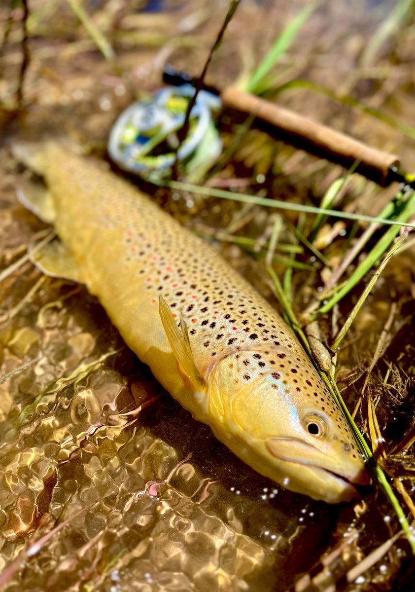 The Art of Dry Fly Fishing for Brown Trout Tips and Techniques